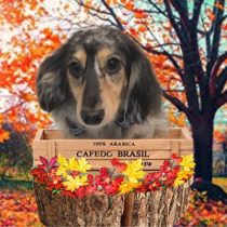 Mダックスフント