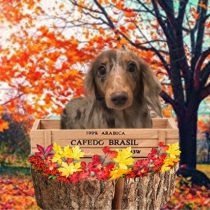 Mダックスフント