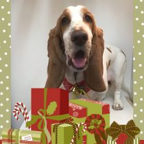 バセットハウンド