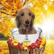 Mダックスフント