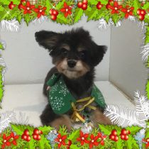 チワワ×トイプードルmix