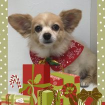 チワワ×MダックスフントMIX