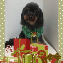 チワワ×トイプードルmix