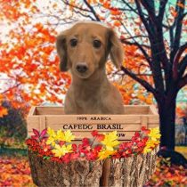 Mダックスフント