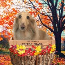 Mダックスフント