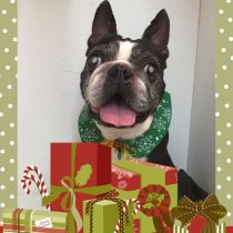 ボストンテリア