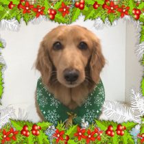 Mダックスフント