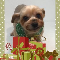 ヨークシャテリア