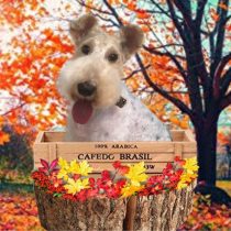 ワイヤーフォックステリア