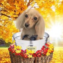 カニヘンダックスフント