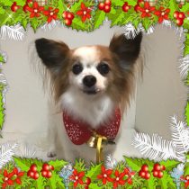 パピヨン×チワワmix