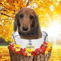 Mダックスフント