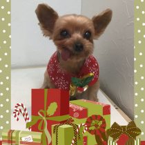 ヨークシャーテリア