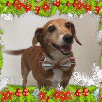 トイプードル＆ジャックラッセルテリアmix