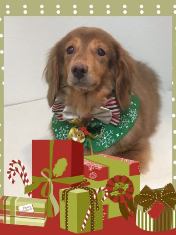 Mダックスフント