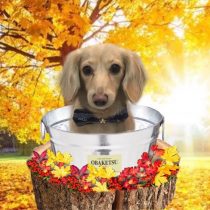 Mダックスフント