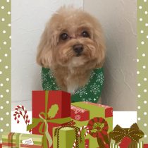 マルチーズ×トイプードルmix