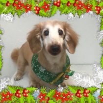 Mダックスフント