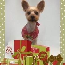 ヨークシャーテリア