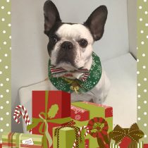 フレンチブルドッグ