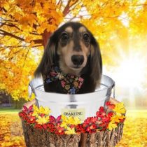 Mダックスフント