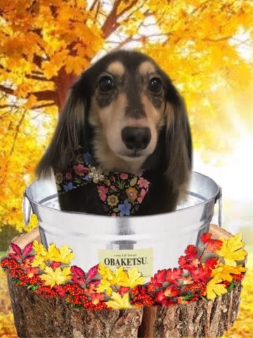 Mダックスフント