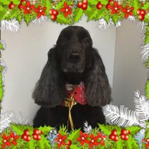 イングリッシュコッカースパニエル