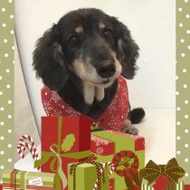 Mダックスフント