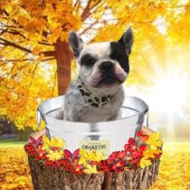 フレンチブルドッグ