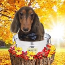 Mダックスフント