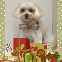 マルチーズ×トイプードルmix