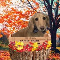 Mダックスフント