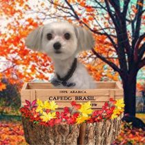 チワワ×シーズーmix