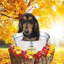 Mダックスフント