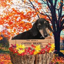 Mダックスフント