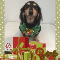 Mダックスフント