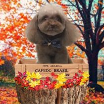 ティーカッププードル