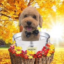 Mダックスフント×トイプードルmix