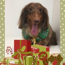 Mダックスフント