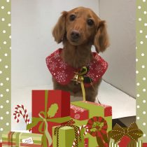 Mダックスフント