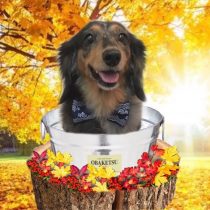 Mダックスフント