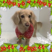 Mダックスフント