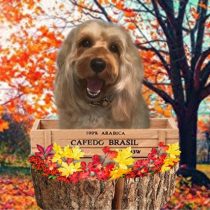 オーストラリアンラブラドゥードル