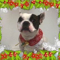 フレンチブルドッグ