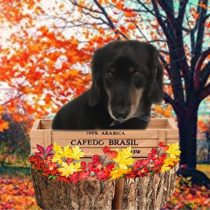 Mダックスフント