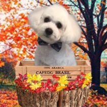 ポメラニアン×トイプードルmix