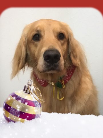 ゴールデンレトリバー