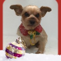 ヨークシャーテリア