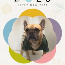 フレンチブルドッグ