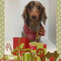 Mダックスフント